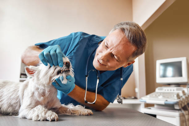 Best Walk-In Emergency Dentist in Mountain Home, NC